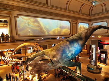 2.พิพิธภัณฑ์ประวัติศาสตร์ธรรมชาติ (National Museum of Natural History), สหรัฐอเมริกา-3