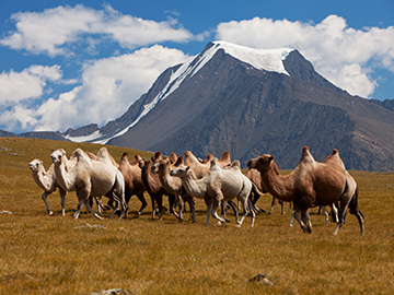 2.เทือกเขาอัลไต-Altai-Tavan-Bogd-National-Park-2