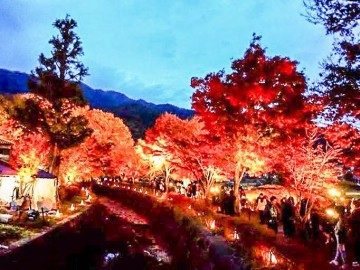 Lake Kawaguchi Maple Corridor