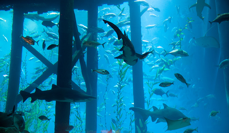 3.Dubai-Aquarium-1