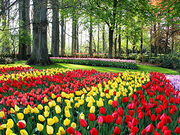 3.Keukenhof-3.jpg