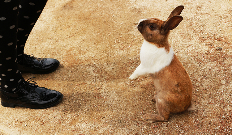 3.Okunoshima-Island-1