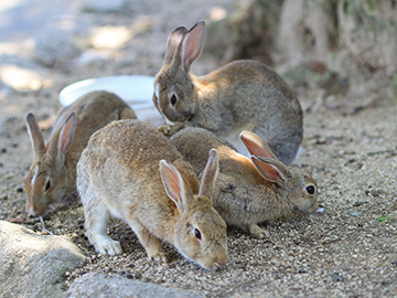 3.Okunoshima-Island-2