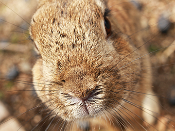 3.Okunoshima-Island-3