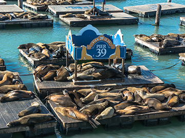 3.Pier-39-3.jpg
