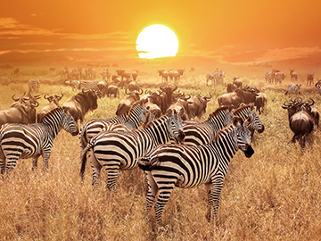 3.Serengeti-National-Park-2