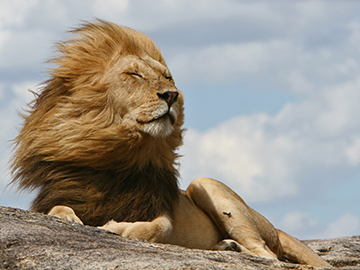 3.Serengeti-National-Park-3