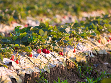 3.Strawberry-field-2