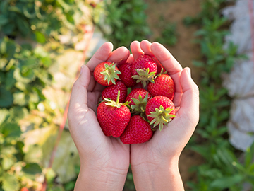 3.Strawberry-field-3