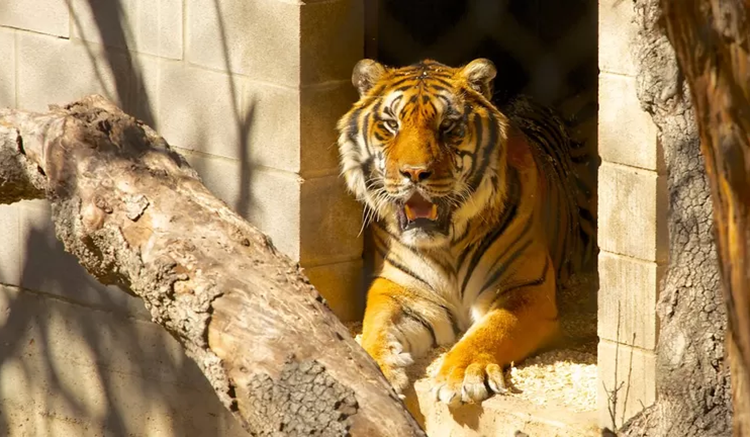 3.austin zoo-1