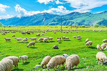 4-คาซเบกิ-Kazbegi-หรือ-สเตพันสมินดาStepantsminda-3