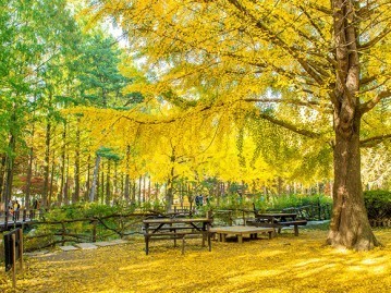 4.-เกาะนามิ-Nami-Island-2