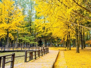 4.-เกาะนามิ-Nami-Island