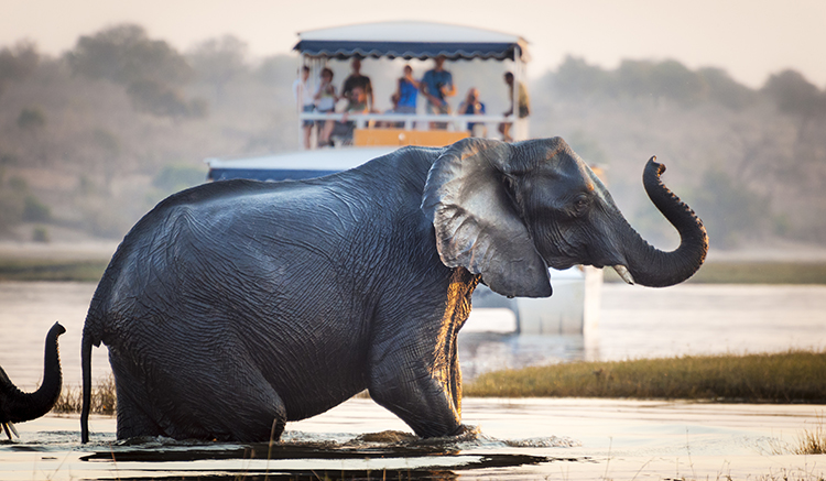 4.Chobe-National-Park-1