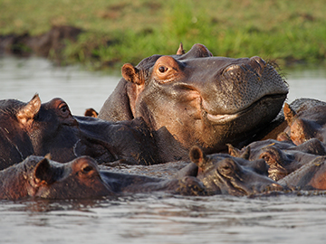 4.Chobe-National-Park-2