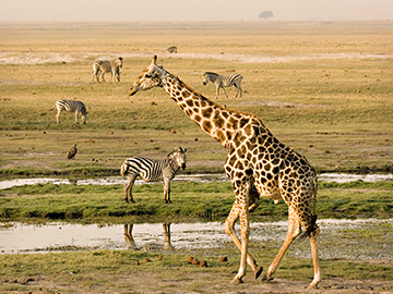 4.Chobe-National-Park-3