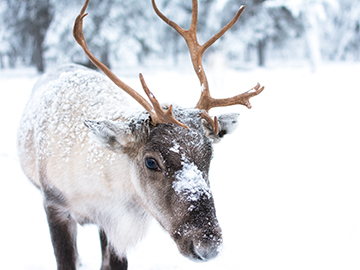 4.Lapland-3