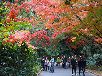 4.Shinjuku-Gyoen-2.jpg