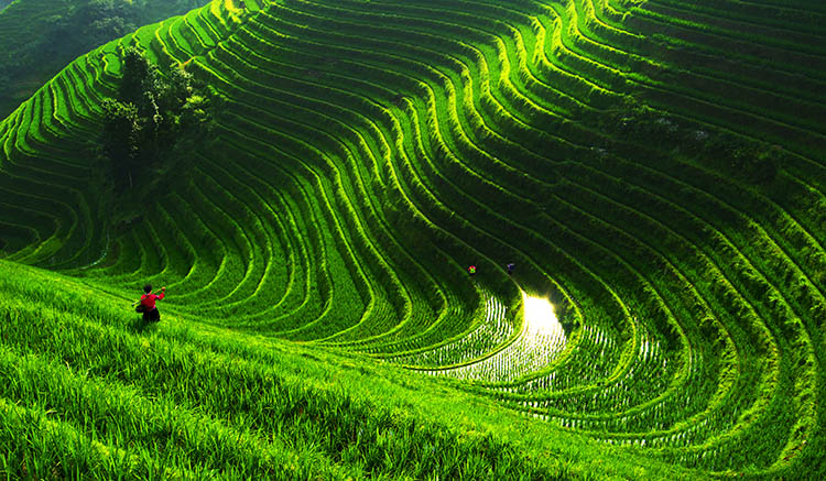 4.นาขั้นบันไดหลงเซิ่น-Longsheng-1.jpg