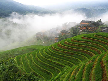 4.นาขั้นบันไดหลงเซิ่น-Longsheng-3.jpg
