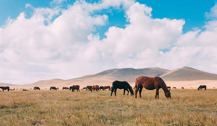 4.มองโกเลียใน-Inner-Mongolia-1.jpg