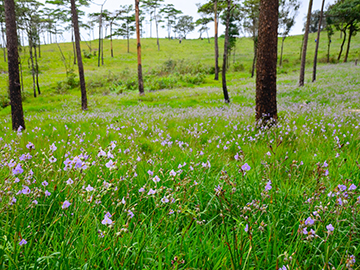 4.อุทยานแห่งชาติภูสอยดาว-2