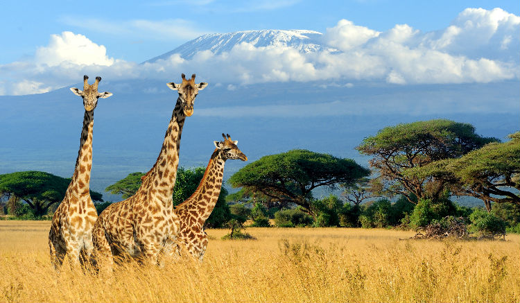 5. อุทยานแห่งชาติมาไซ มาร่า (Maasai Mara) ประเทศเคนยา