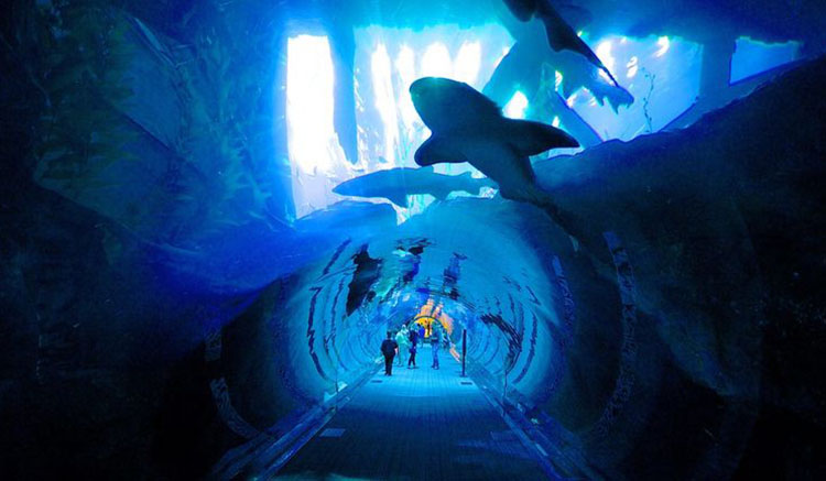 5.Dubai Aquarium & Underwater Zoo-1