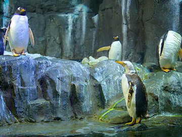 5.Dubai Aquarium & Underwater Zoo-2