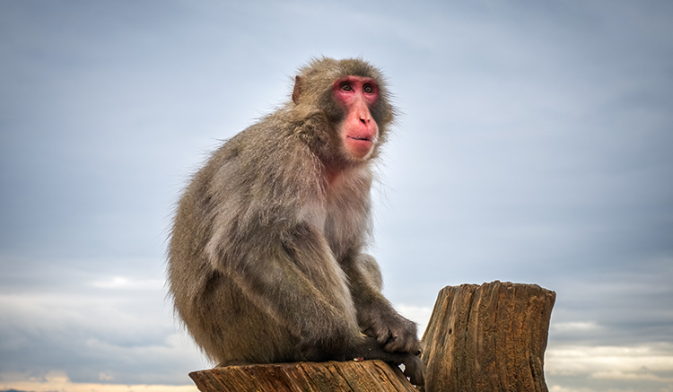 5.Iwatayama-Monkey-Park-1