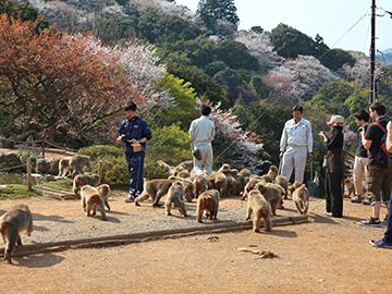 5.Iwatayama-Monkey-Park-2