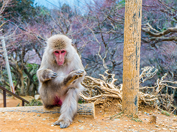 5.Iwatayama-Monkey-Park-3