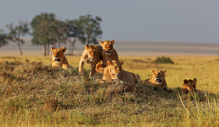 5.Kenya-Tanzania-Safari-Tour-1