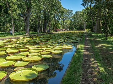 5.Sir-Seewoosagur-Ramgoolam-Botanical-Garden-2