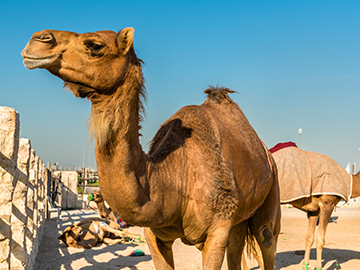 5.Souq-Waqif-3