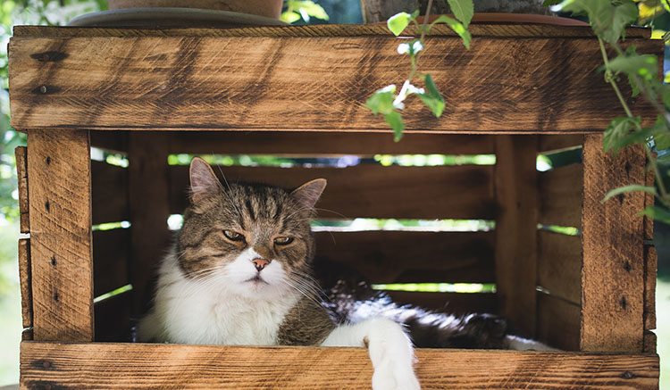 6.Cat-Lovers-Garden-1.jpg