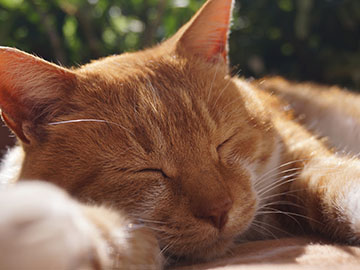 6.Cat-Lovers-Garden-2.jpg