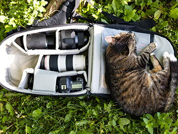6.Cat-Lovers-Garden-3.jpg