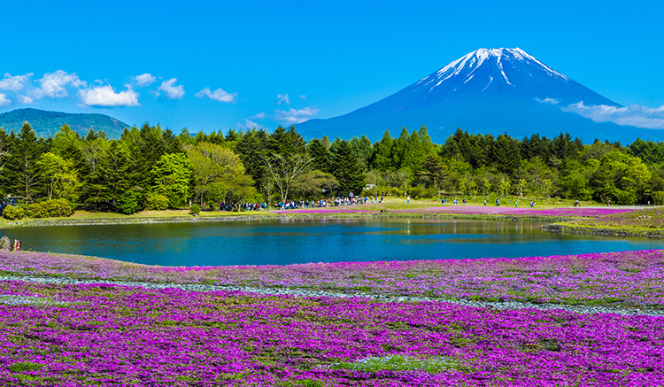 7-Fuji-Shibazakura-Festival-1.jpg