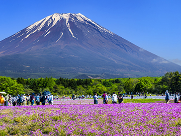 7-Fuji-Shibazakura-Festival-2.jpg