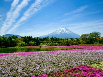 7-Fuji-Shibazakura-Festival-3.jpg