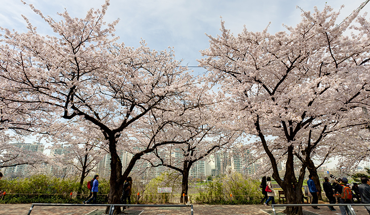 7-Yeouido-Park