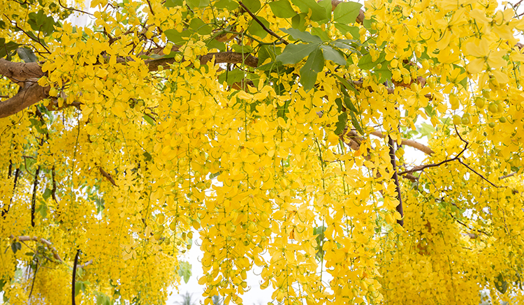 7-ถนนดอกคูน-2