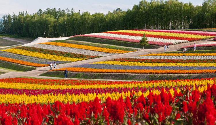 7-สวนชิกิไซโนะโอกะ-Shikisai-no-Oka