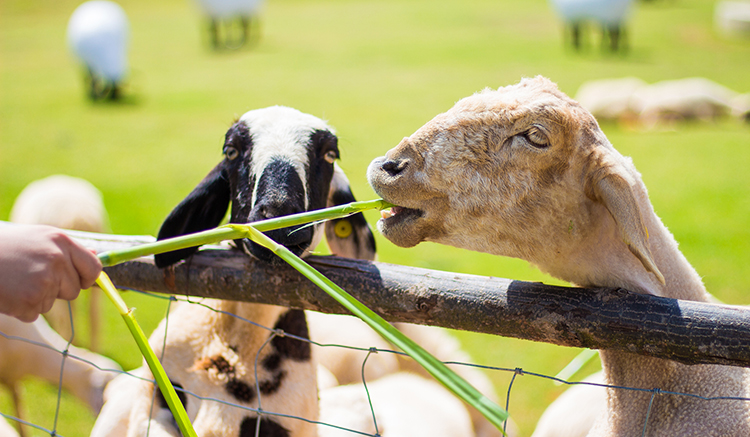 7.Sheep-in-farm-1