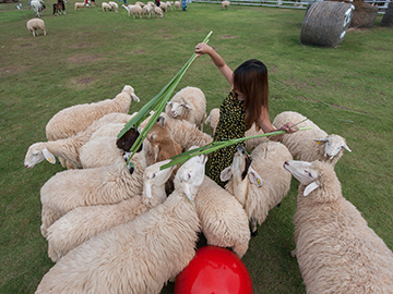7.Sheep-in-farm-3