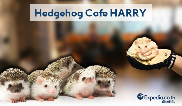7.hedgehog-cafe-harry-harajuku