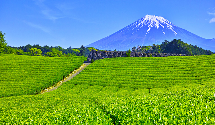 8-Obuchi-Sasaba-1.jpg