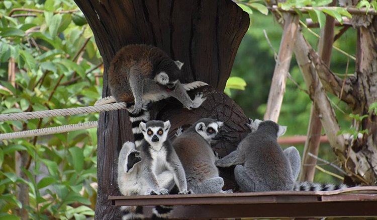 8-สวนสัตว์ขอนแก่น
