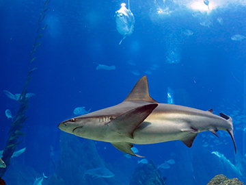 8.Lisbon-Oceanarium-2